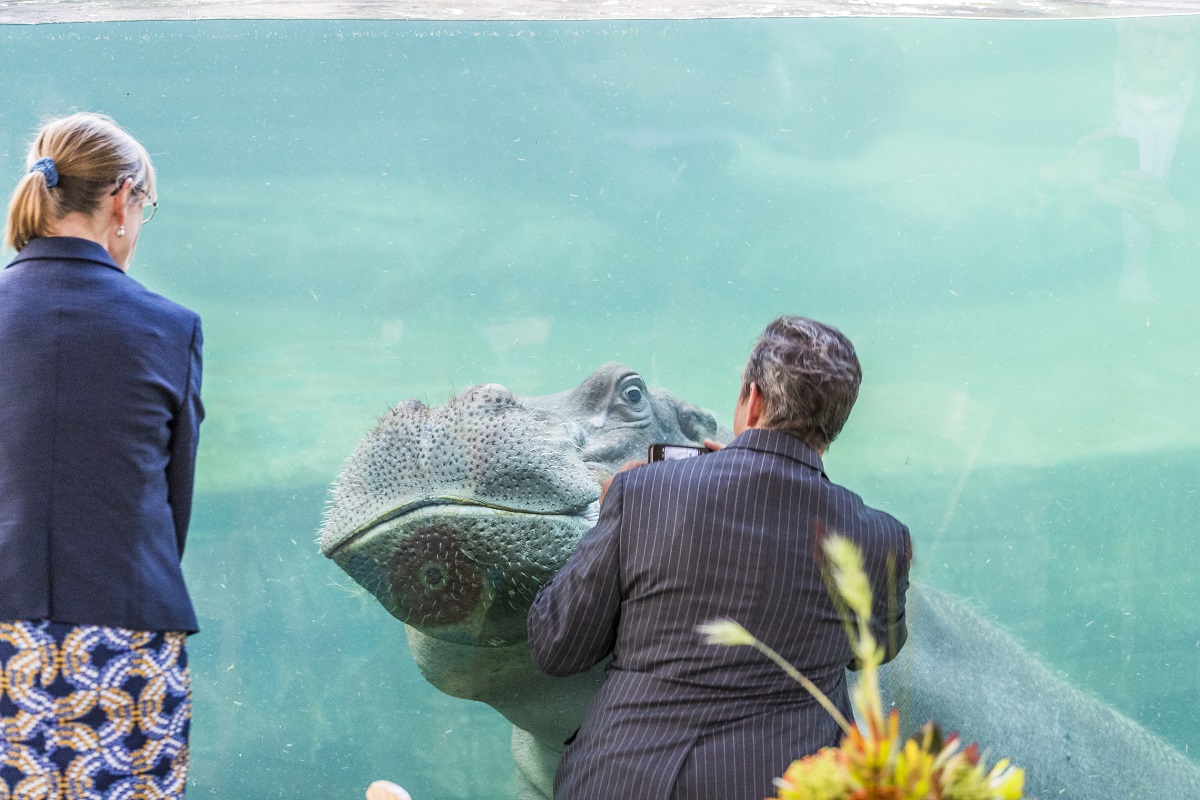 Man and woman taking a picture of hippo at the Fort Worth Zoo