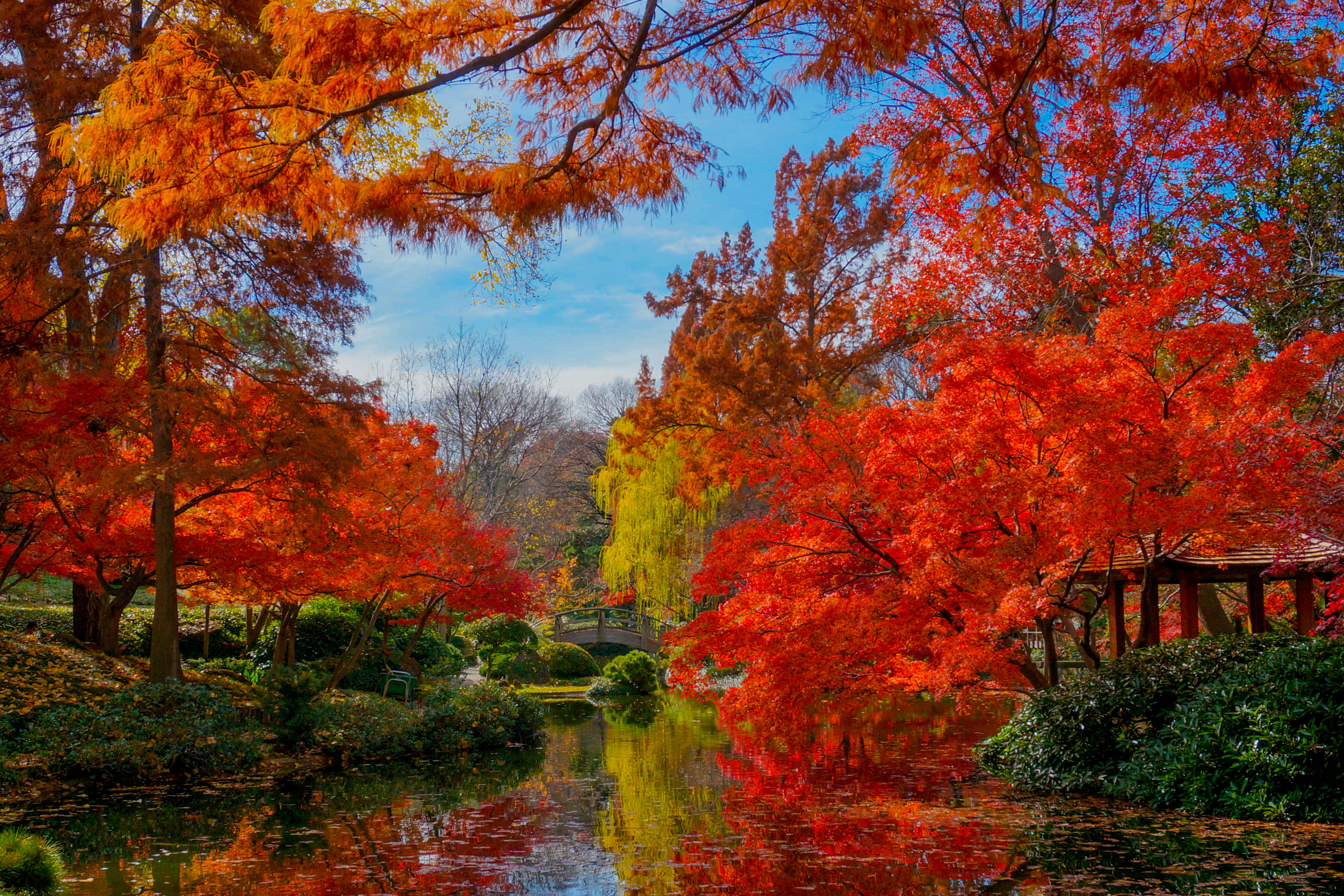Red and yellow trees surround a pond at the Fort Worth Botanic Gardens