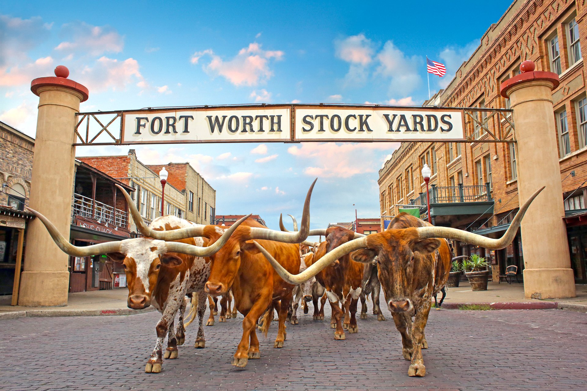 Longhorns walk down the street of the Fort Worth Stockyards