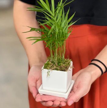 Gardenuity Nano Tropical Desktop Plant