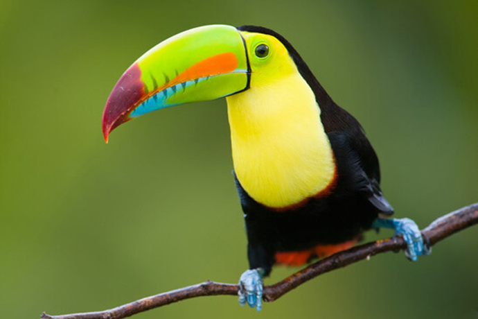 A toucan sitting on a tree