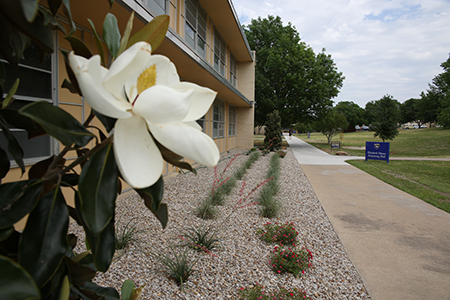 New magnolia trees were planted at Armstrong halls at Texas Wesleyan, as part of the campus improvement projects and 2020 Vision.